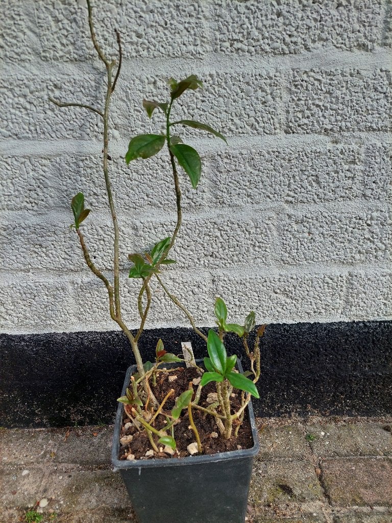 Pereskia guamacho Venezuela bijzondere bladcactus zeldzaam!, Ophalen of Verzenden, Overige soorten, Halfschaduw, Minder dan 100 cm