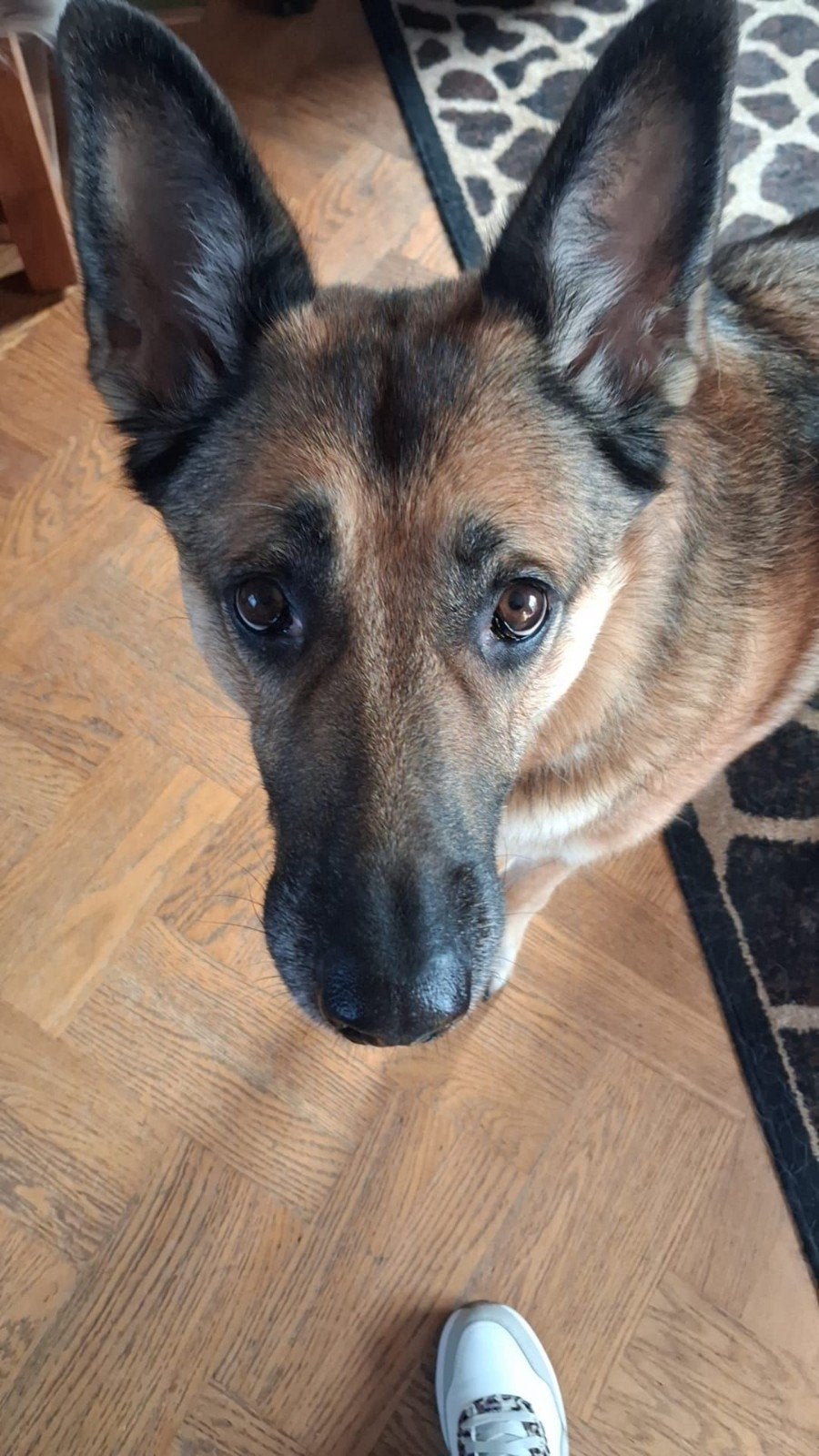Een goed huisje gezocht, Dieren en Toebehoren, Honden | Herdershonden en Veedrijvers, 6 jaar of ouder, Teef, Eén hond, Herder
