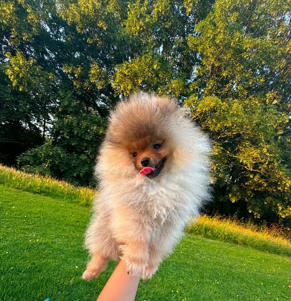 Pomeriaan Teefje pup, Dieren en Toebehoren, Keeshond, 8 tot 15 weken, Teef, Parvo