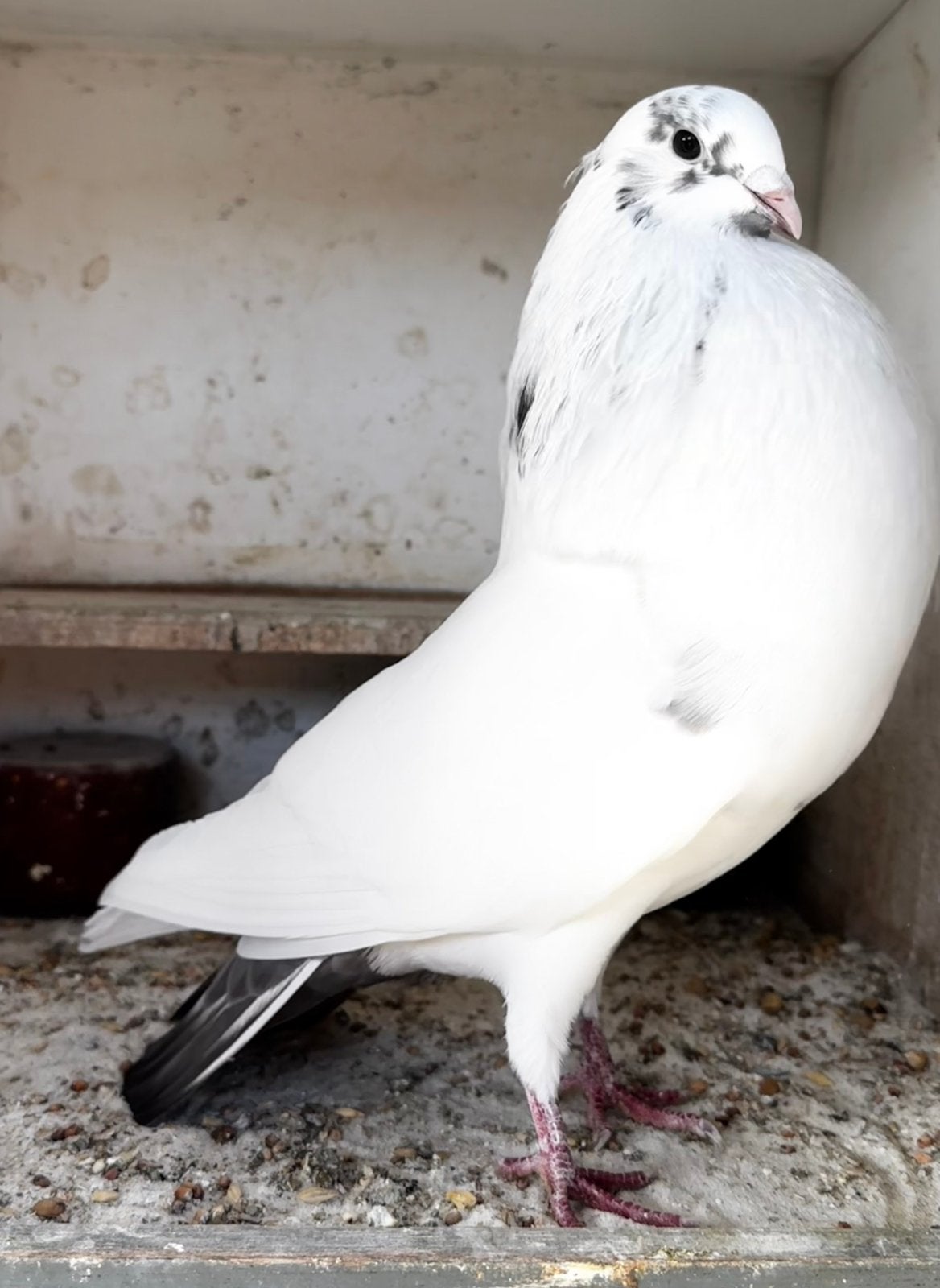 Hennebonte duif, Dieren en Toebehoren, Vrouwelijk, Kropper
