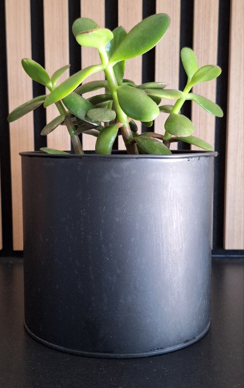 Gratis Zwart Metalen Plantenpotje Potje rond 12,5 cm hoog, Ophalen