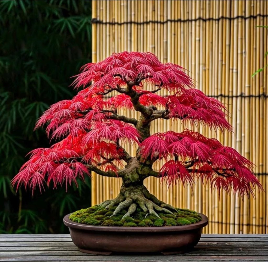 Red Maple Bonsai Zaadjes + Instructies, winterhard, Verzenden, Halfschaduw