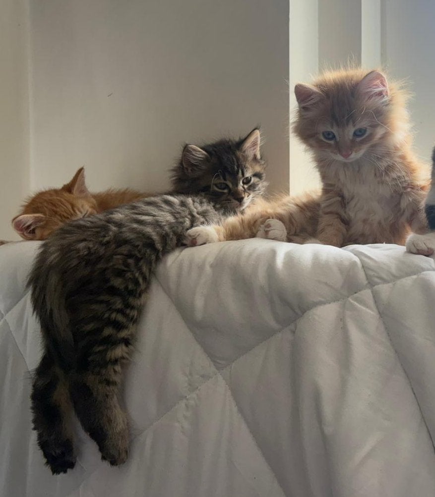 Tabby mix maincoon kitten. Kater, Kater