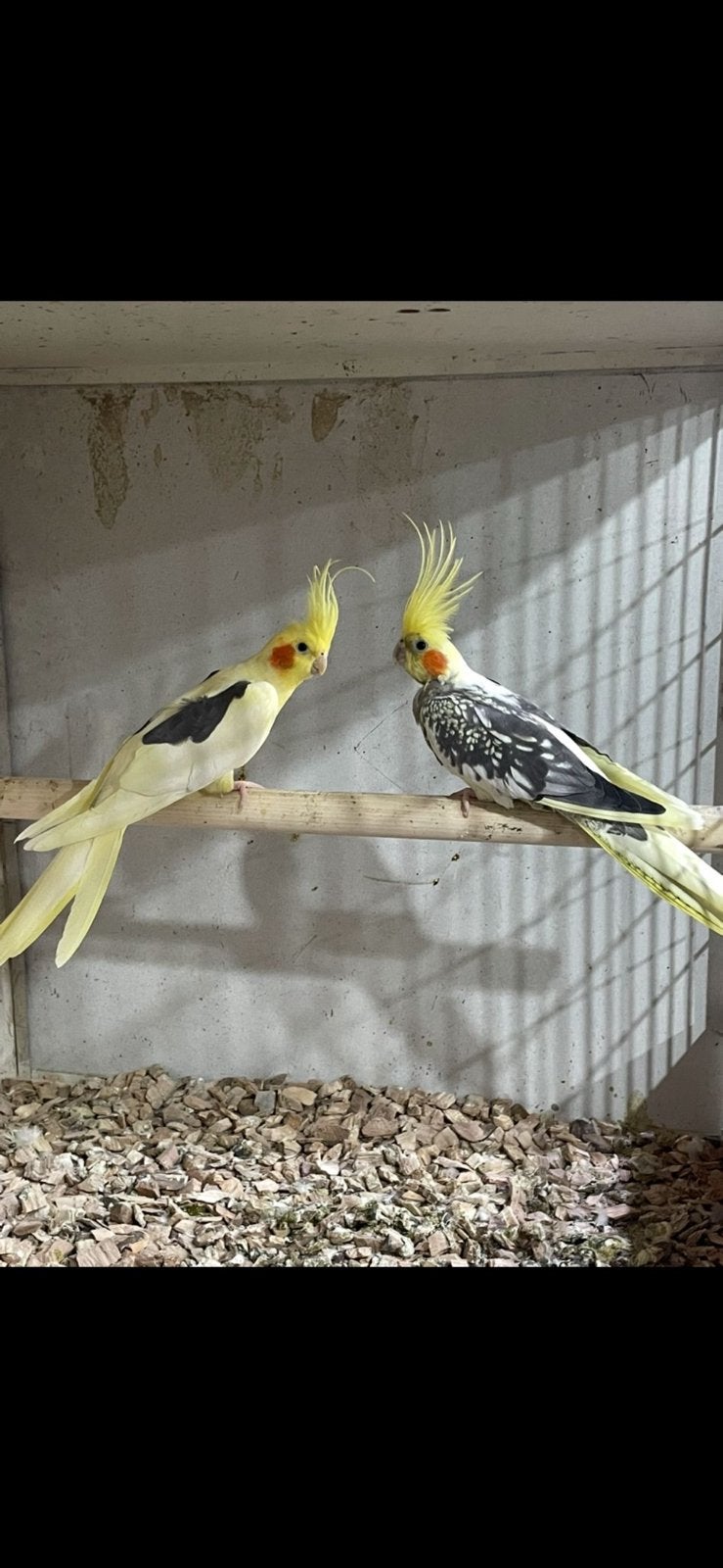 Bewezen koppel Valkparkieten tt kwaliteit, Meerdere dieren, Parkiet