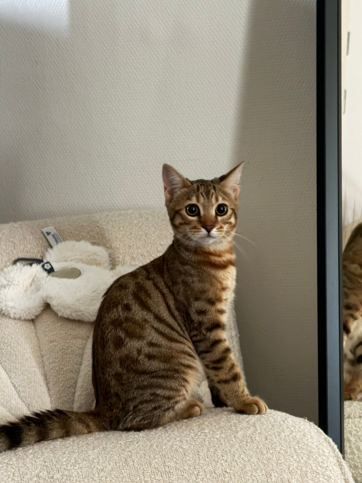 Prachtige Bengal-kruising kater van bijna 7 maanden, Dieren en Toebehoren, Kater, Kortharig, 0 tot 2 jaar