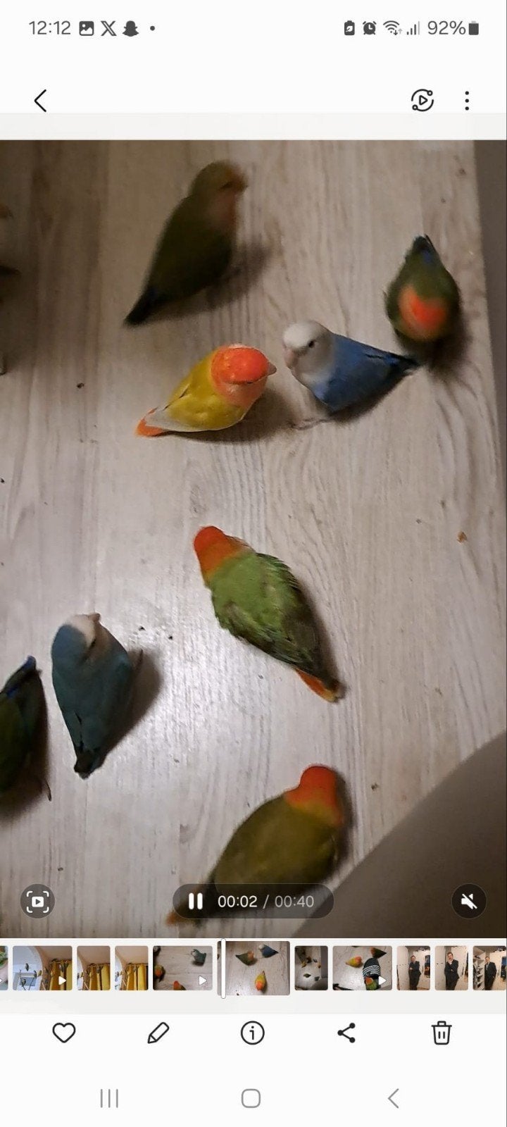 Agapornissen te koop, Dieren en Toebehoren, Meerdere dieren