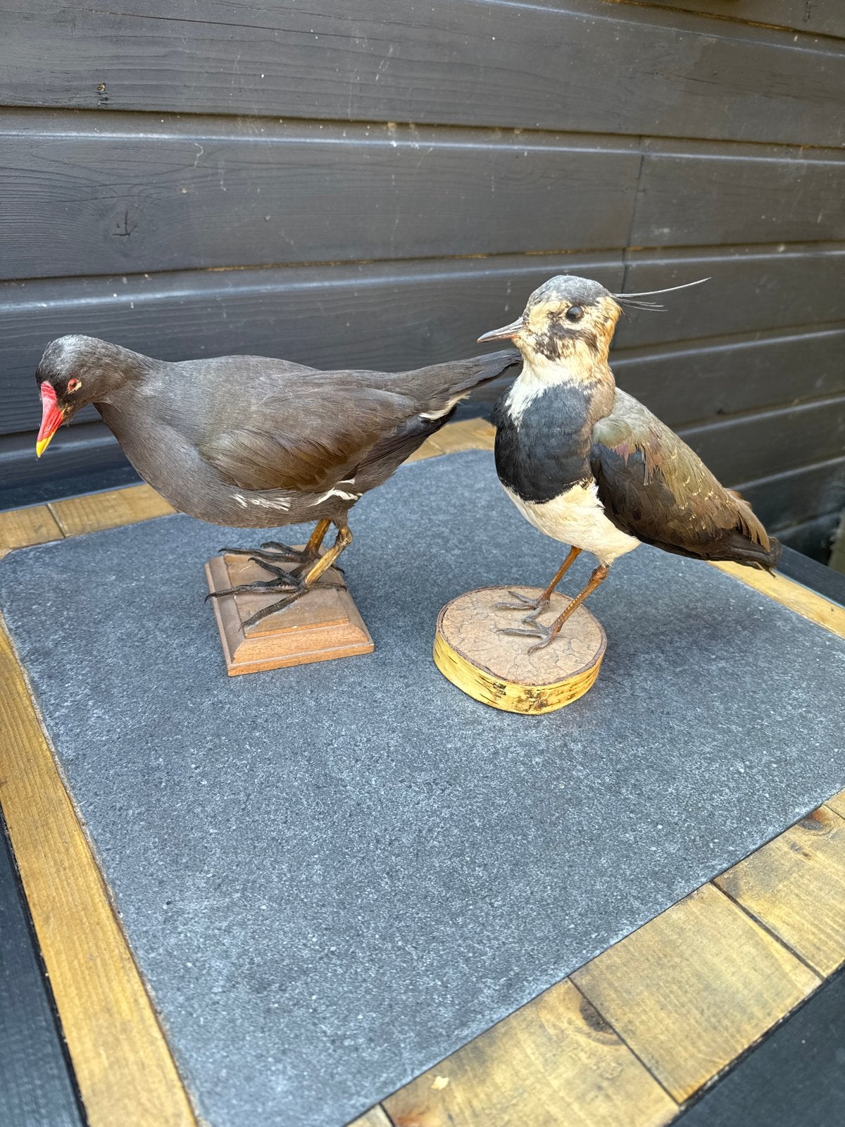 Opgezette Waterhoen en Kievit - Decoratieve Vogels, Ophalen of Verzenden, Gebruikt, Vogel, Opgezet dier