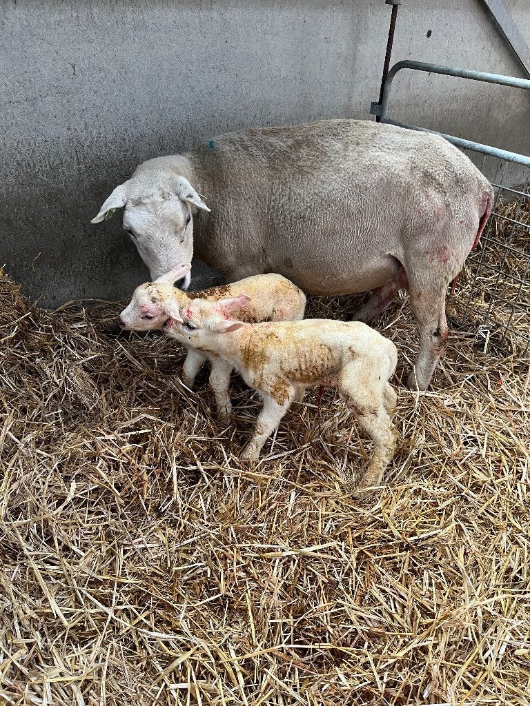 Gezocht: plek (of weiland) voor 4 handtamme schapen gezocht, Dieren en Toebehoren