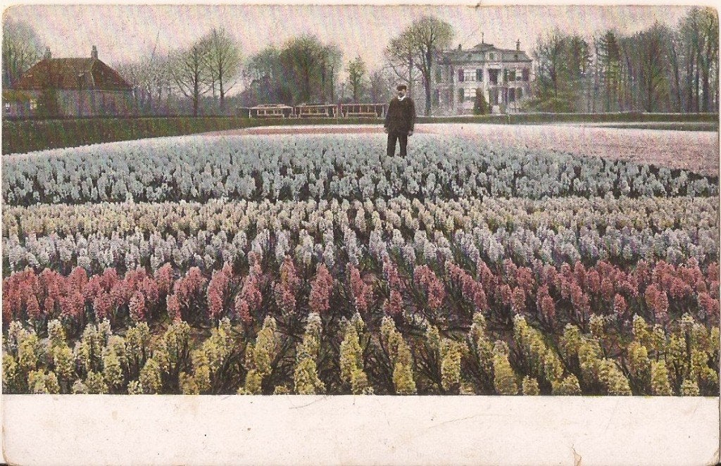 Bollenveld / hyacinthenveld ca. 1905, Ophalen of Verzenden, Voor 1920, Ongelopen, Zuid-Holland