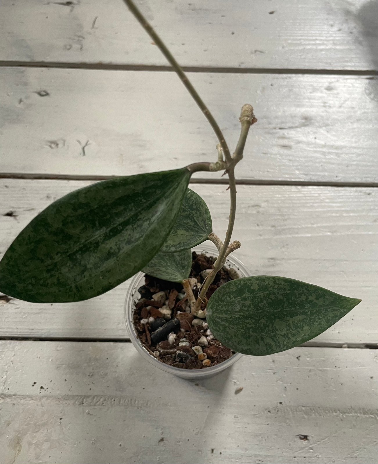 Hoya Rangsan, Ophalen of Verzenden, Halfschaduw, Minder dan 100 cm