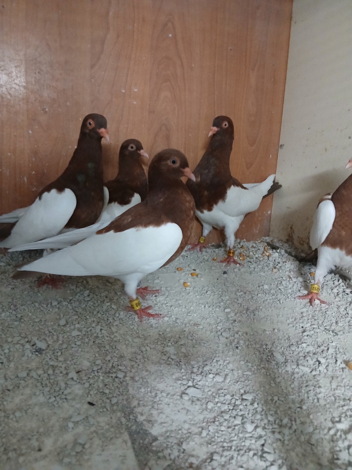 Jonge ekster tuimelaars, Dieren en Toebehoren, Vogels | Duiven, Meerdere dieren, Tuimelaar of Roller