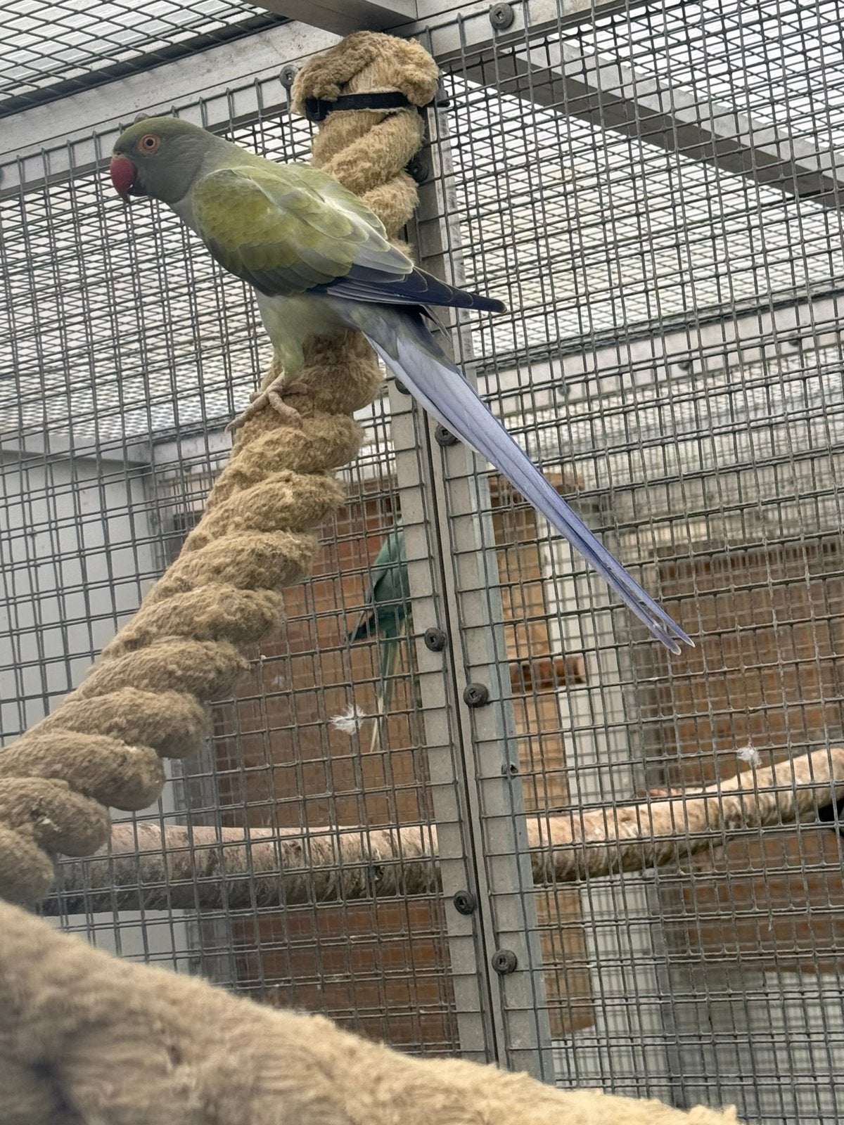 Halsband parkiet pop, Dieren en Toebehoren, Vrouwelijk, Parkiet