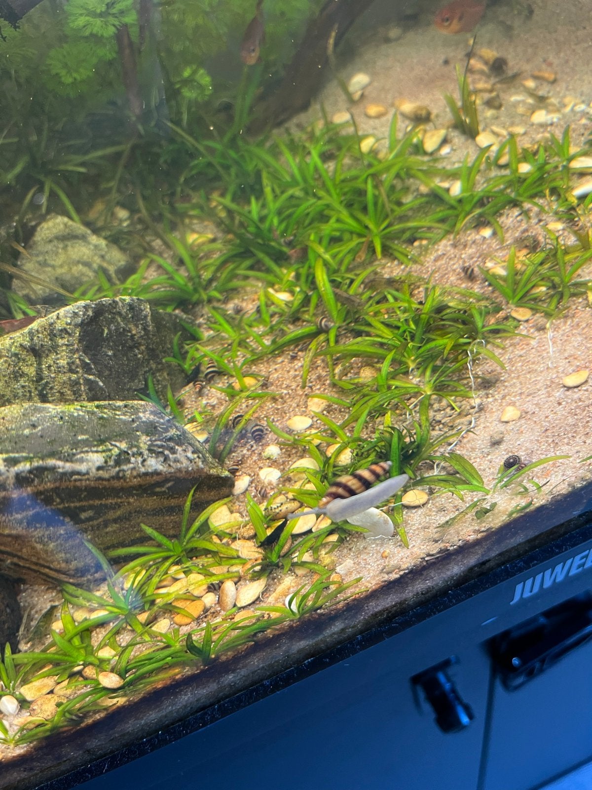 Anentome Helena slakken, Dieren en Toebehoren, Slak of Weekdier, Zoetwatervis