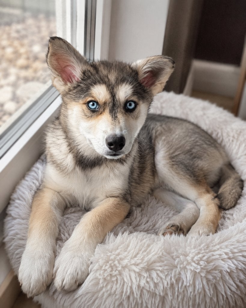 Australian Shepard/Husky Pup, Dieren en Toebehoren, 15 weken tot 1 jaar, Teef, Eén hond, Middel