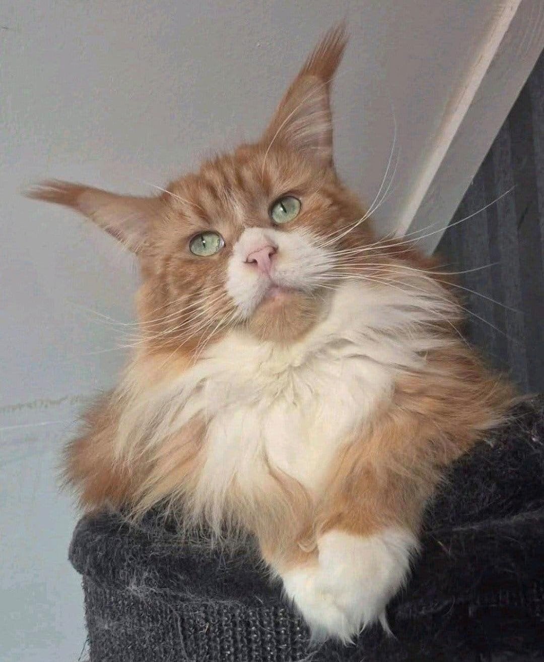 2 maine coon poezen met stamboom (1 is polydactyl), Dieren en Toebehoren, Poes, Met stamboom, 3 tot 5 jaar