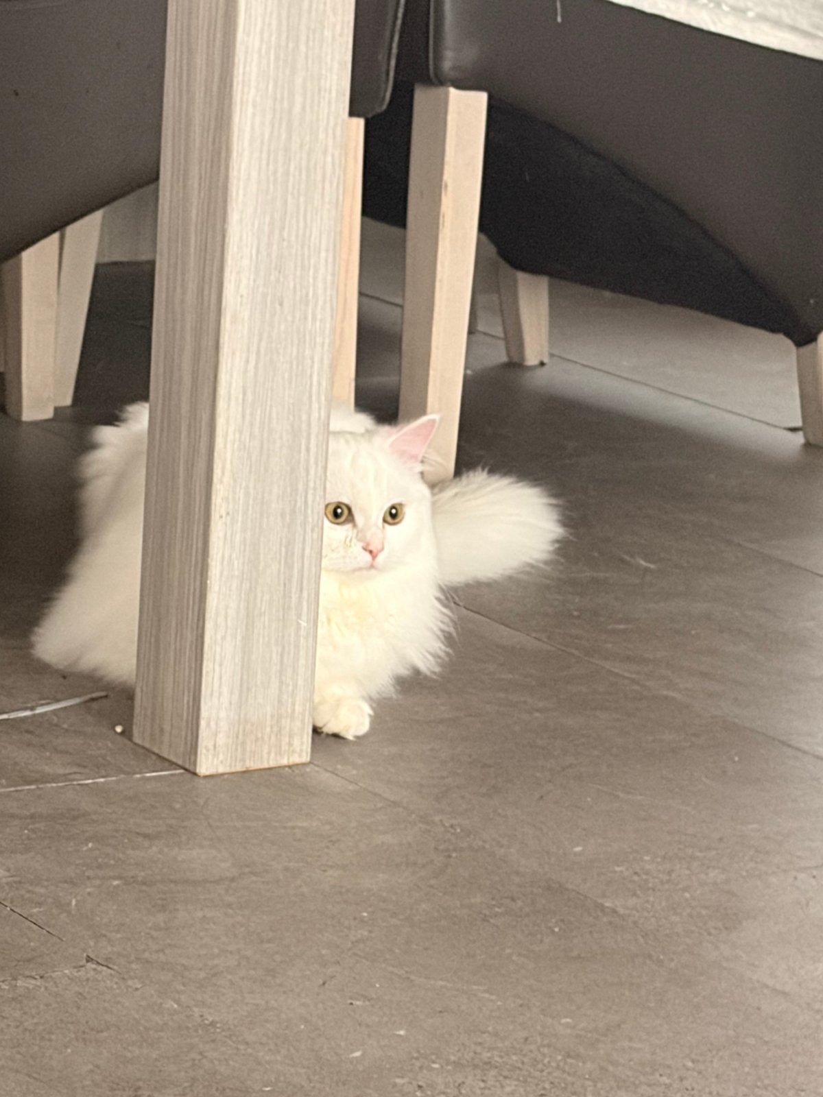 Dekkater, Ophalen, Zo goed als nieuw, 75 m² of meer
