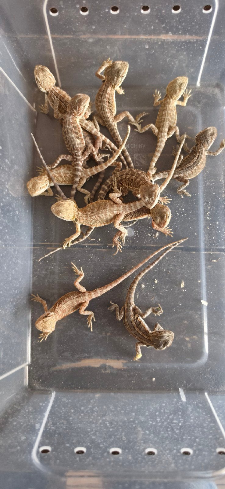 jonge baardagamen, Dieren en Toebehoren, Hagedis, Tam, 0 tot 2 jaar