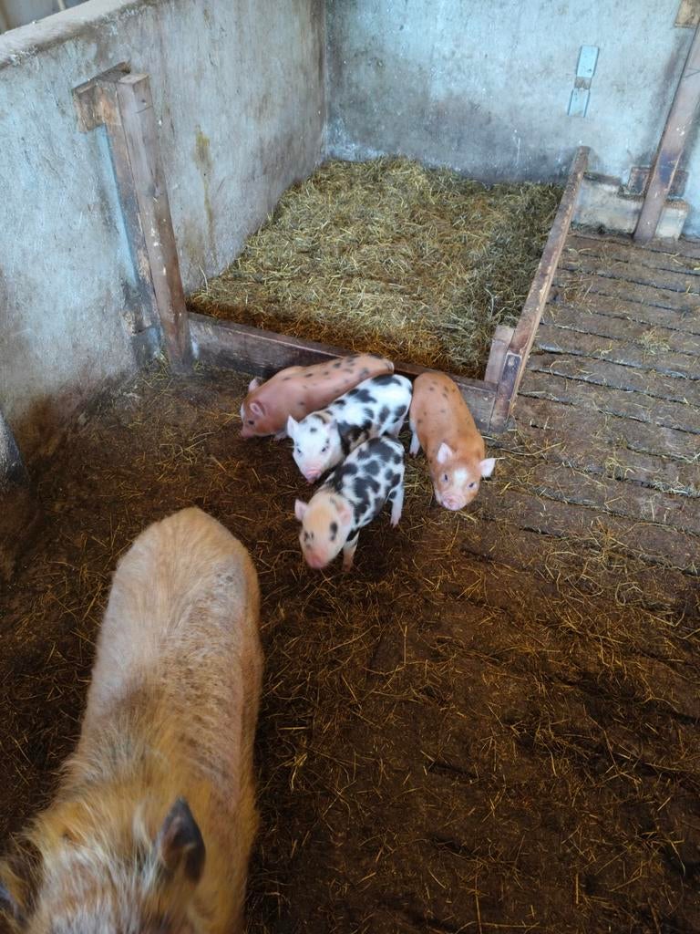 Prachtige minivarkentjes, Dieren en Toebehoren