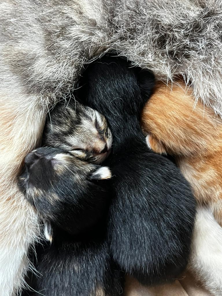 4 europese korthaar kittens, Dieren en Toebehoren, Katten en Kittens | Overige Katten, Meerdere dieren, Kortharig, 0 tot 2 jaar