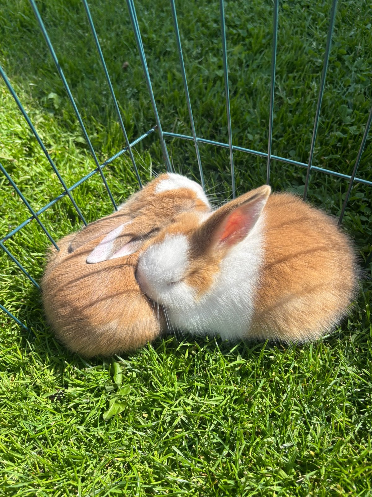 Hollander x minilop koppel 🩷🩷, Vrouwelijk, Middelgroot, 0 tot 2 jaar