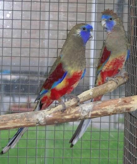 Red vented blue bonnet, Dieren en Toebehoren, Vrouwelijk, Parkiet, Geringd