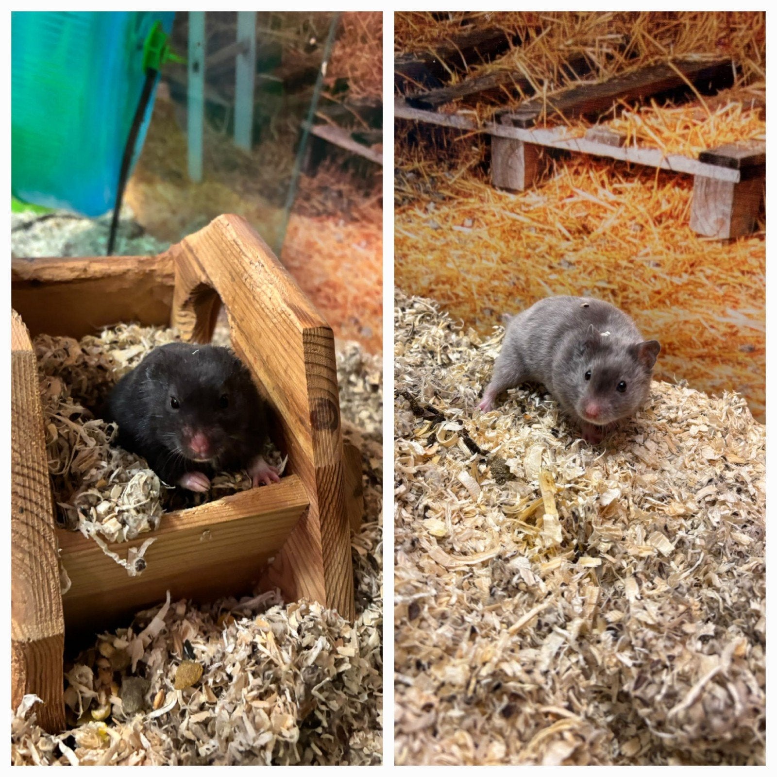 jonge syrische goudhamsters mannen, Dieren en Toebehoren, September, Mannelijk, Hamster