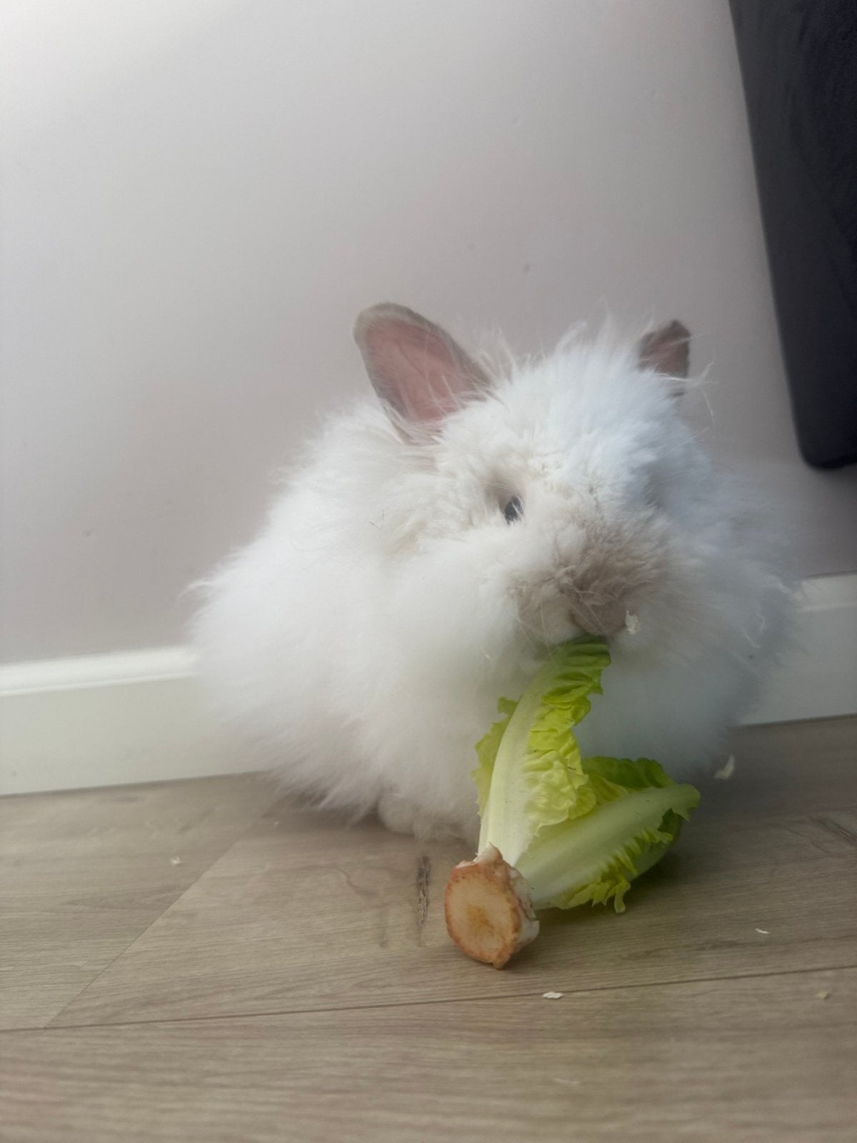 Flip (ram) - Teddy Widder - zoekt gouden huisje!️, Dieren en Toebehoren, Konijnen, Mannelijk, Dwerg