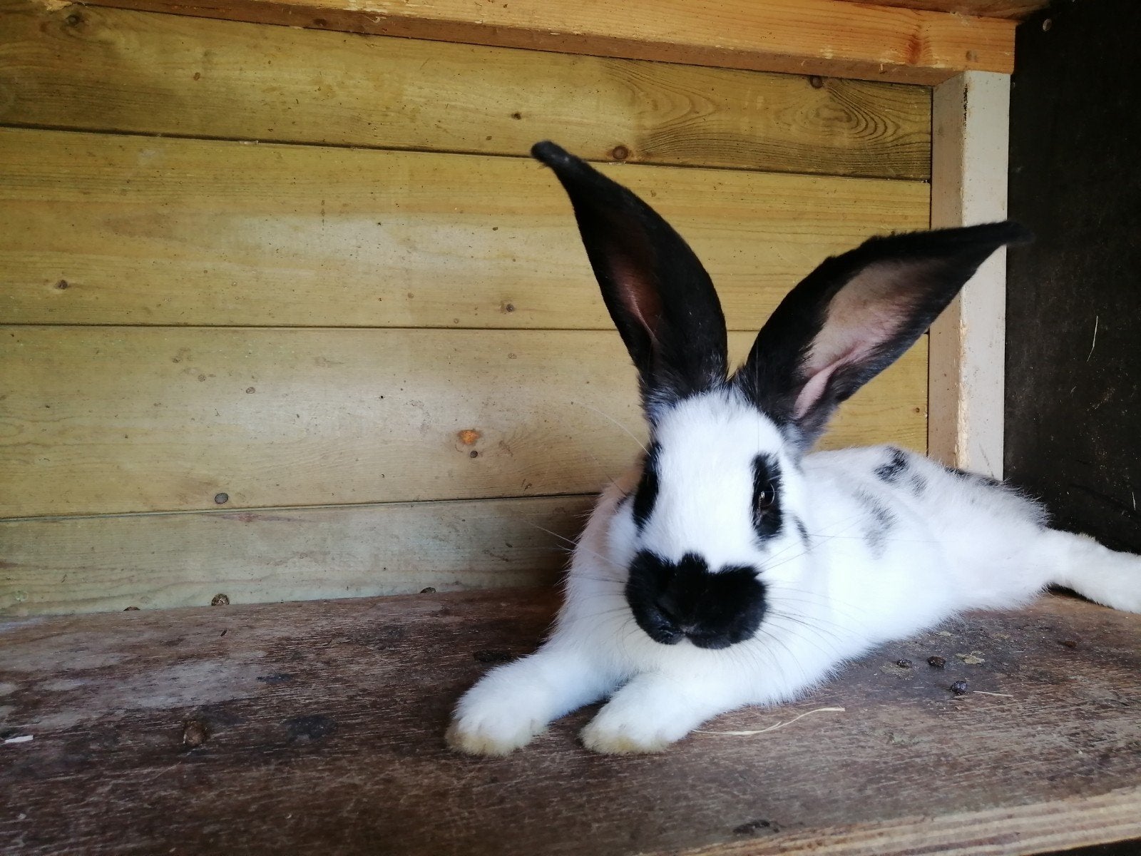 Lotharinger rammetje, Dieren en Toebehoren, Konijnen, Mannelijk, Groot, 0 tot 2 jaar