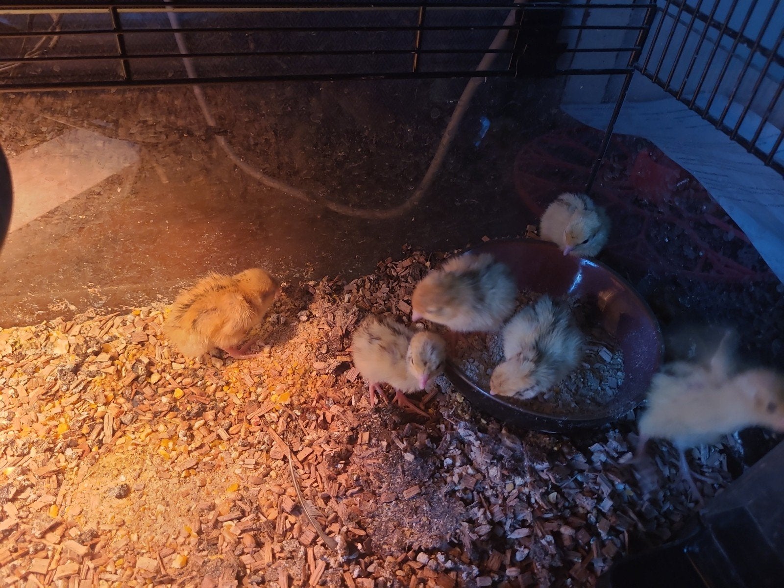 japanse kwartel kuikens geboren 01 oktober, Overige soorten