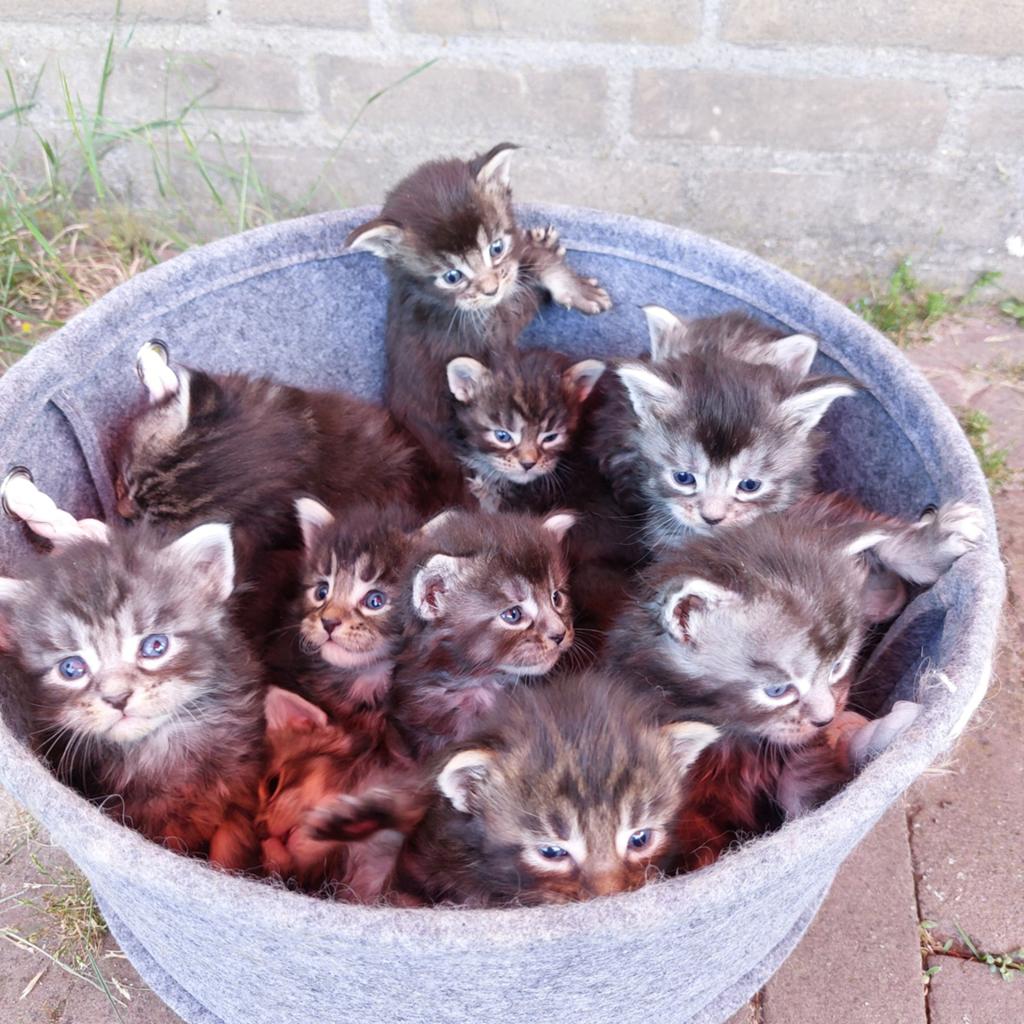 Schitterende Maine Coon kittens, stamboom, Meerdere dieren, Met stamboom, 0 tot 2 jaar