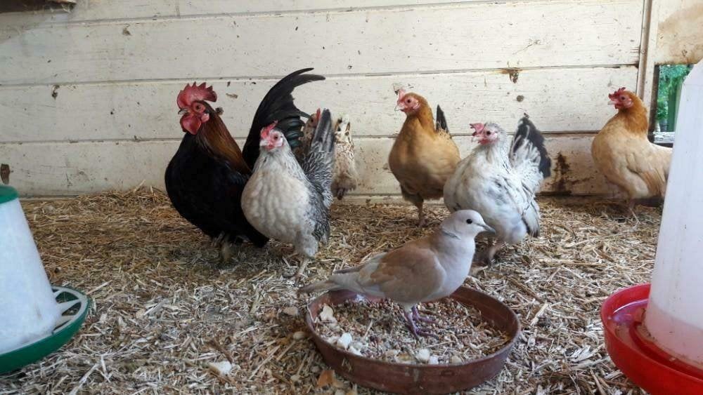 Serama haan, Dieren en Toebehoren, Pluimvee, Mannelijk, Kip