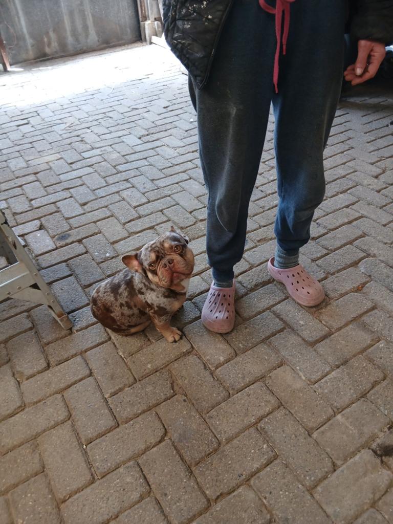 Prachtige franse bulldog reu, 1 tot 2 jaar, Parvo, Bulldog, Eén hond