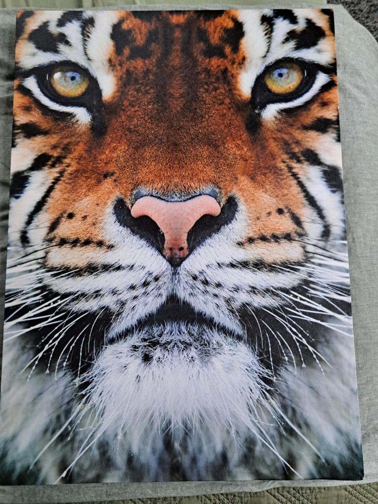 Stoer groot canvas met foto van een tijger, Ophalen, 125 cm of meer, Zo goed als nieuw, Schilderij