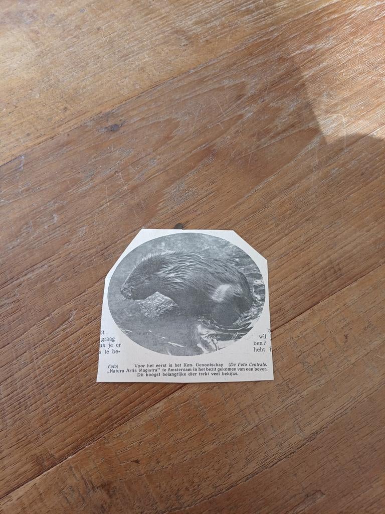 Knipsel dierentuin Artis Amsterdam bever 1923, Verzamelen, Dierenverzamelingen, Ophalen of Verzenden, Gebruikt