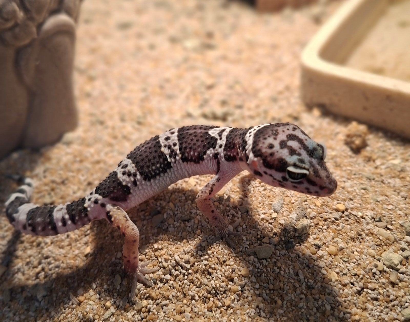 jonge luipaardgekko's nog maar  1 beschikbaar, Dieren en Toebehoren, Hagedis, 0 tot 2 jaar