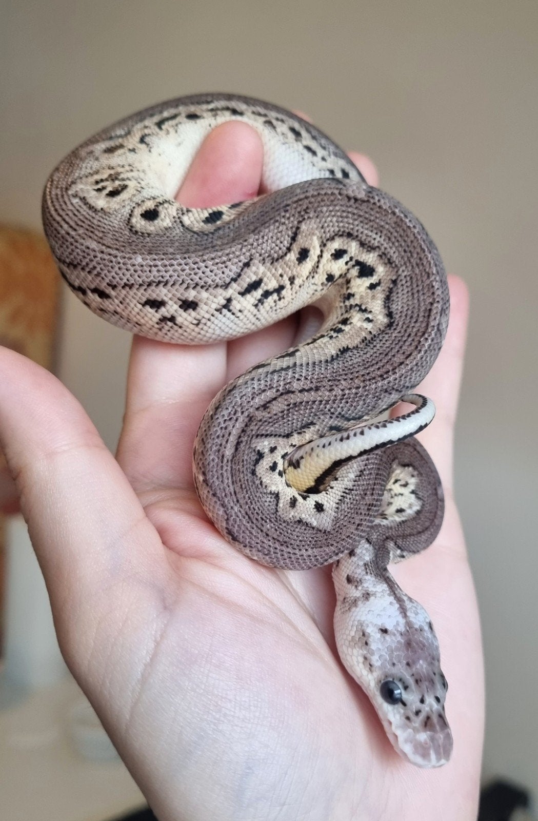 0.1 black pewter spotnose clown koningspython python regius Ball Python photo 3