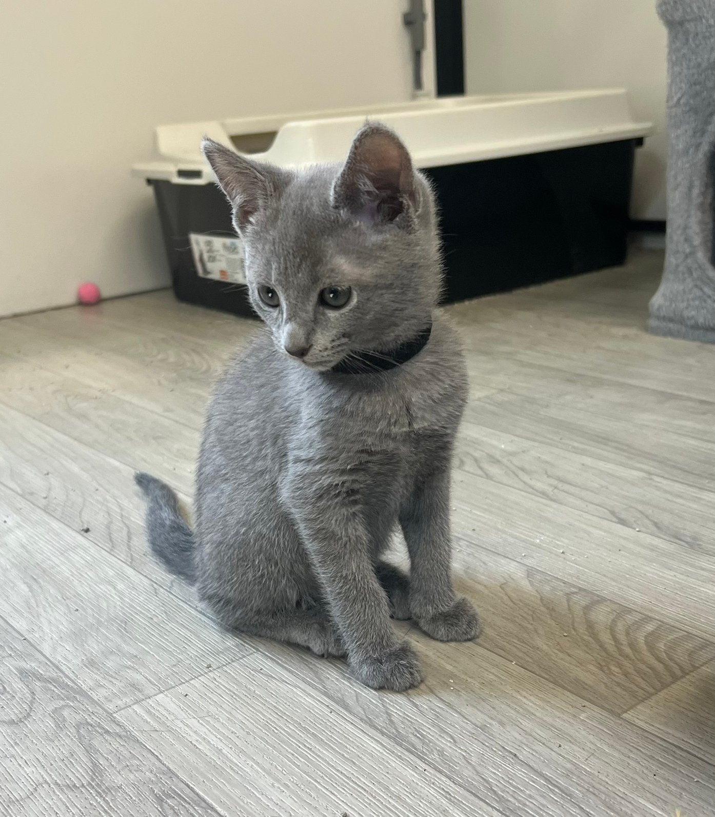 Blauw rus kitten, Dieren en Toebehoren, Katten en Kittens | Raskatten | Korthaar, Meerdere dieren, 0 tot 2 jaar, Met stamboom