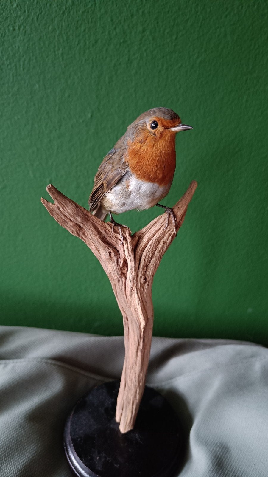 Opgezet roodborstje, Ophalen of Verzenden, Nieuw, Vogel, Opgezet dier