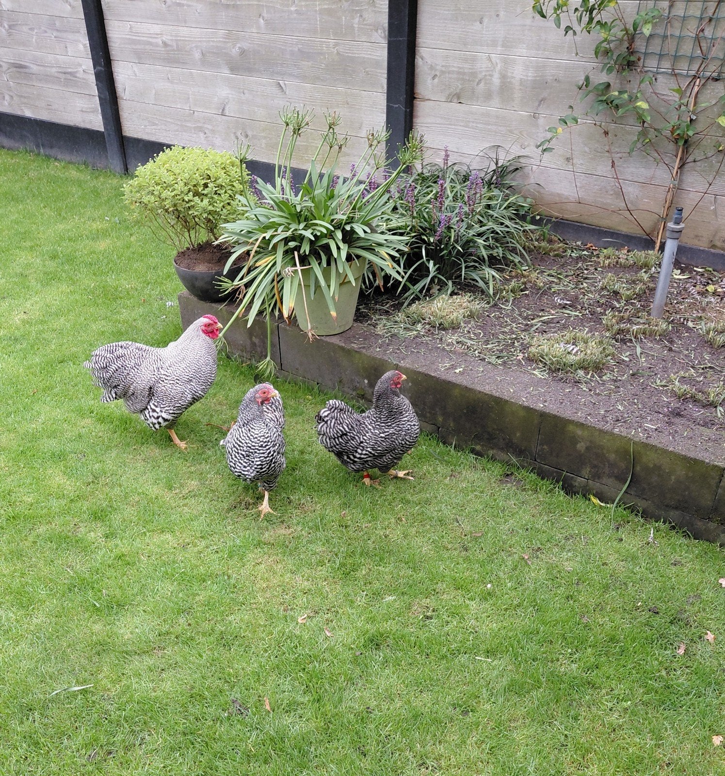 Gestreepte Wyandotte kriel (Trio) 50 euro, Dieren en Toebehoren, Meerdere dieren, Kip
