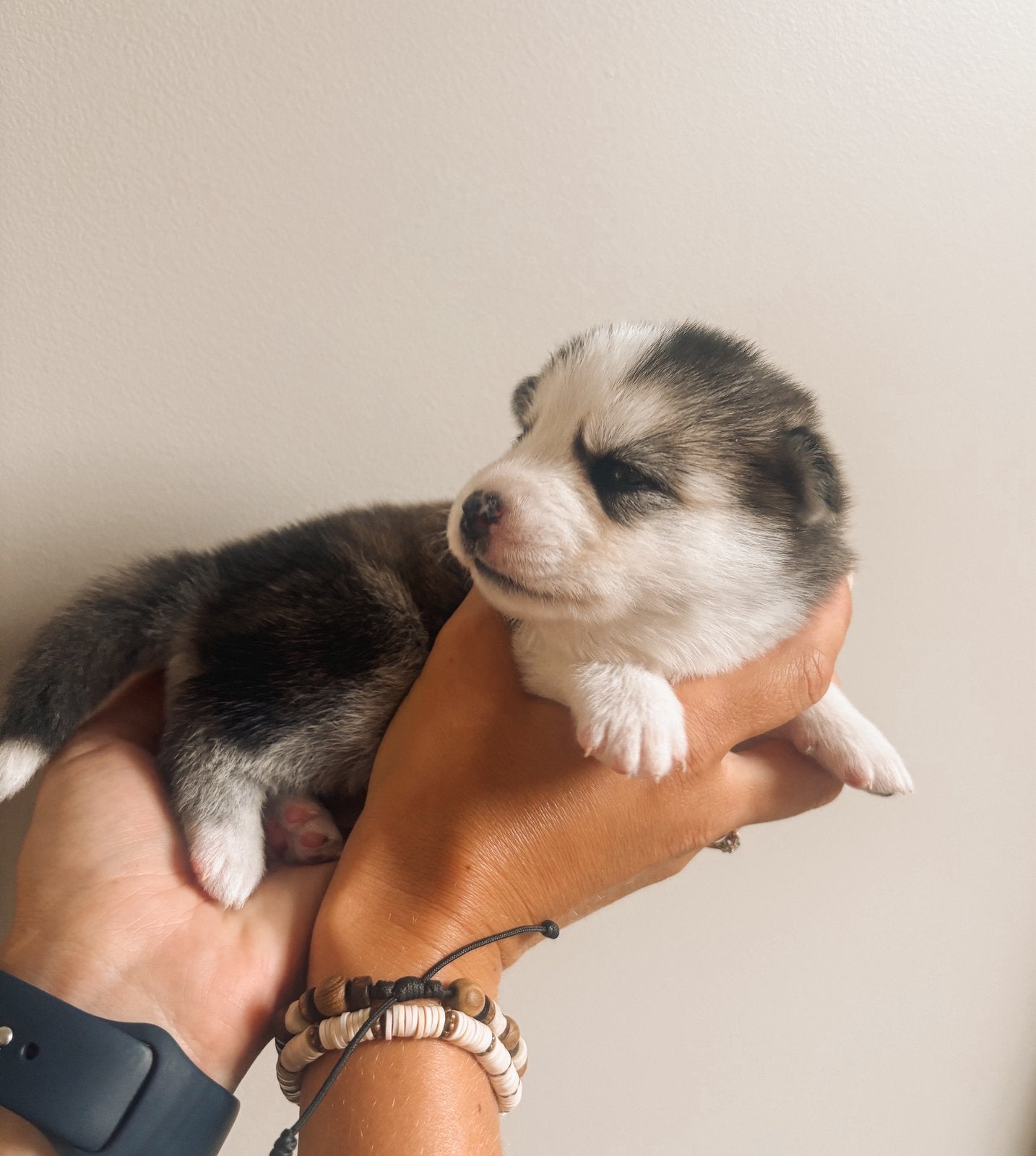 6 prachtige F2 pomsky pups zijn geboren 🩷🩷🩷🩷🩷🩵, Dieren en Toebehoren, Parvo, 8 tot 15 weken, Meerdere, Meerdere dieren