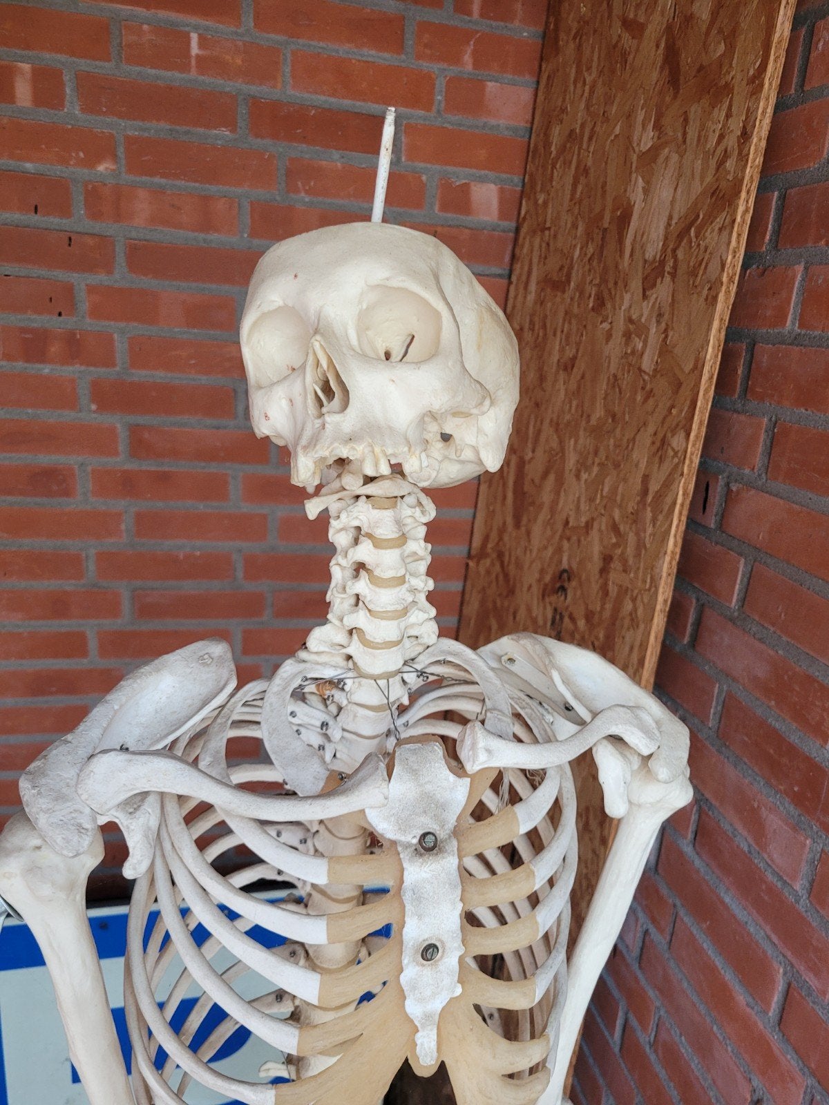 Anatomisch Skeletmodel op Standaard - Levensgroot, Ophalen