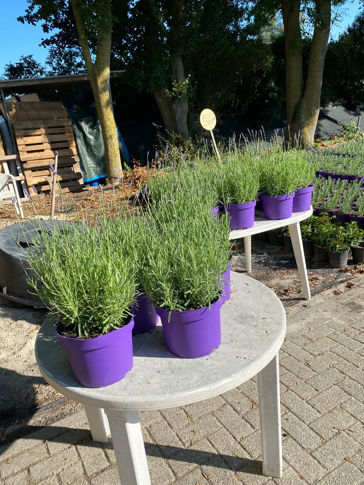 Prachtige grote lavendel hidcote paars in30cmpot va€2,50pst, Ophalen, Vlinderstruik, Minder dan 100 cm