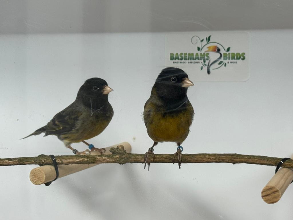 Bastaard zwarte sijs x kanarie, Mannelijk, Geringd