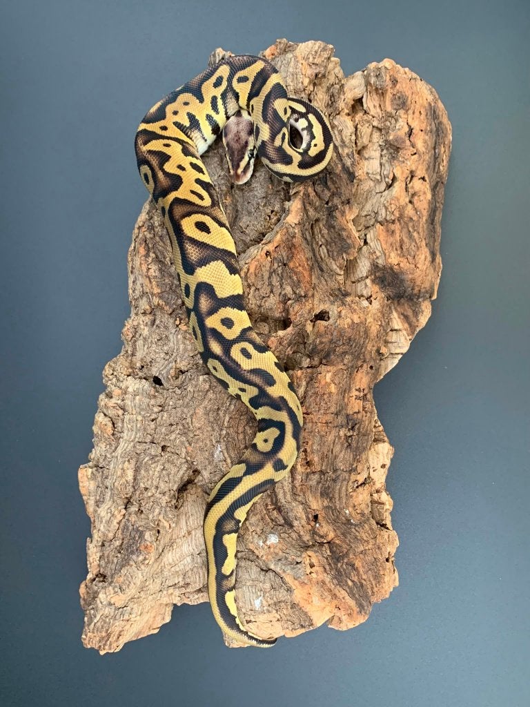 0.1 leopard pastel 66% DH genetic stripe/clown python regius Ball Python photo 3