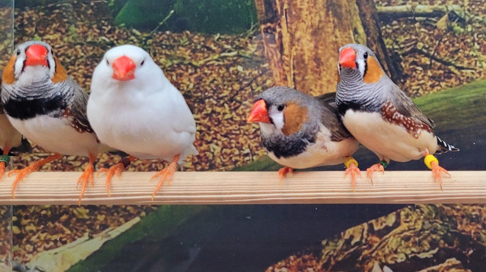Zebravinken Diverse kleuren., Dieren en Toebehoren, Meerdere dieren