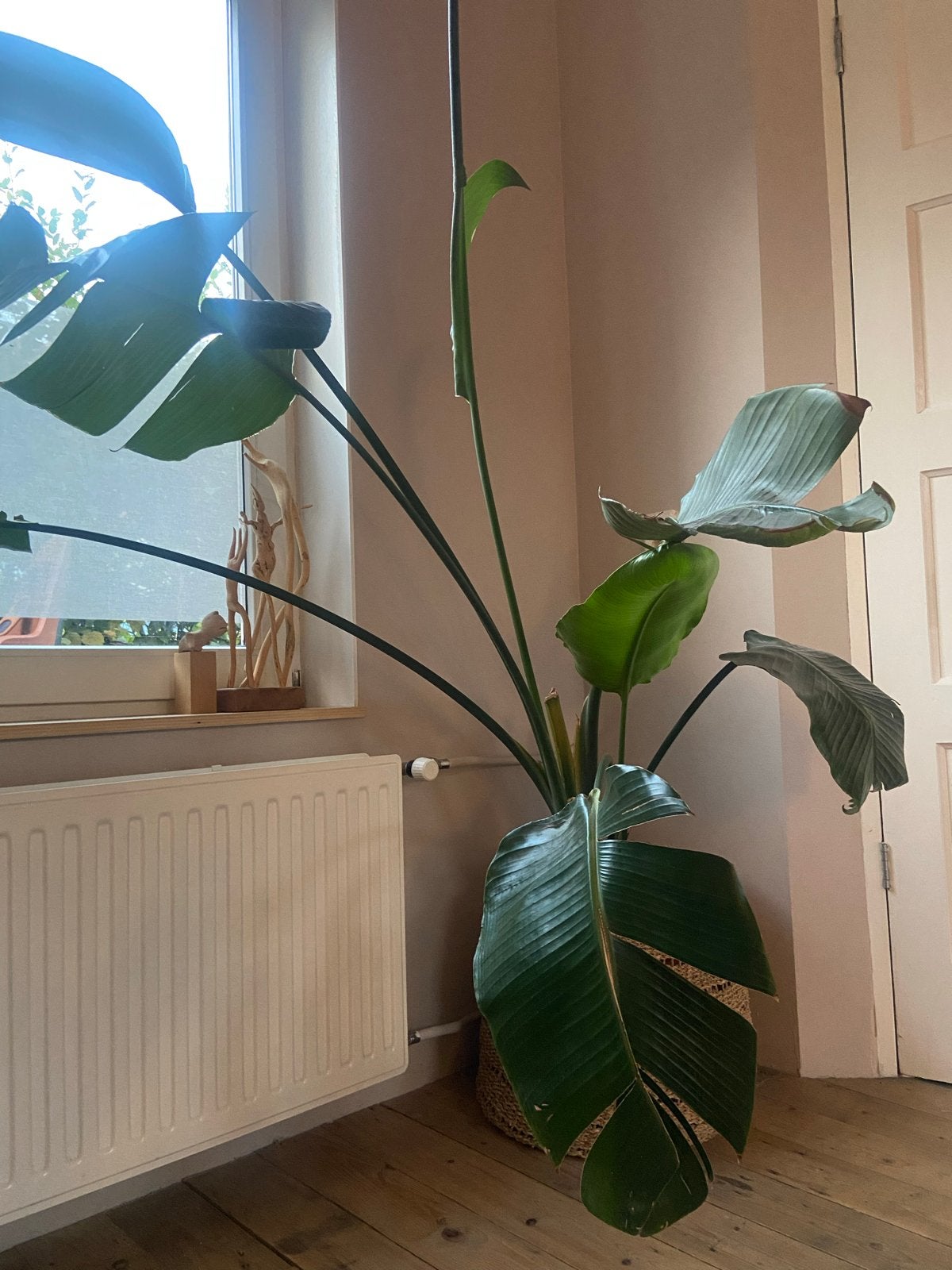 Strelitzia Nicolai - Witte Paradijsvogelplant, Huis en Inrichting, Kamerplanten, Ophalen, Overige soorten, Halfschaduw, In pot