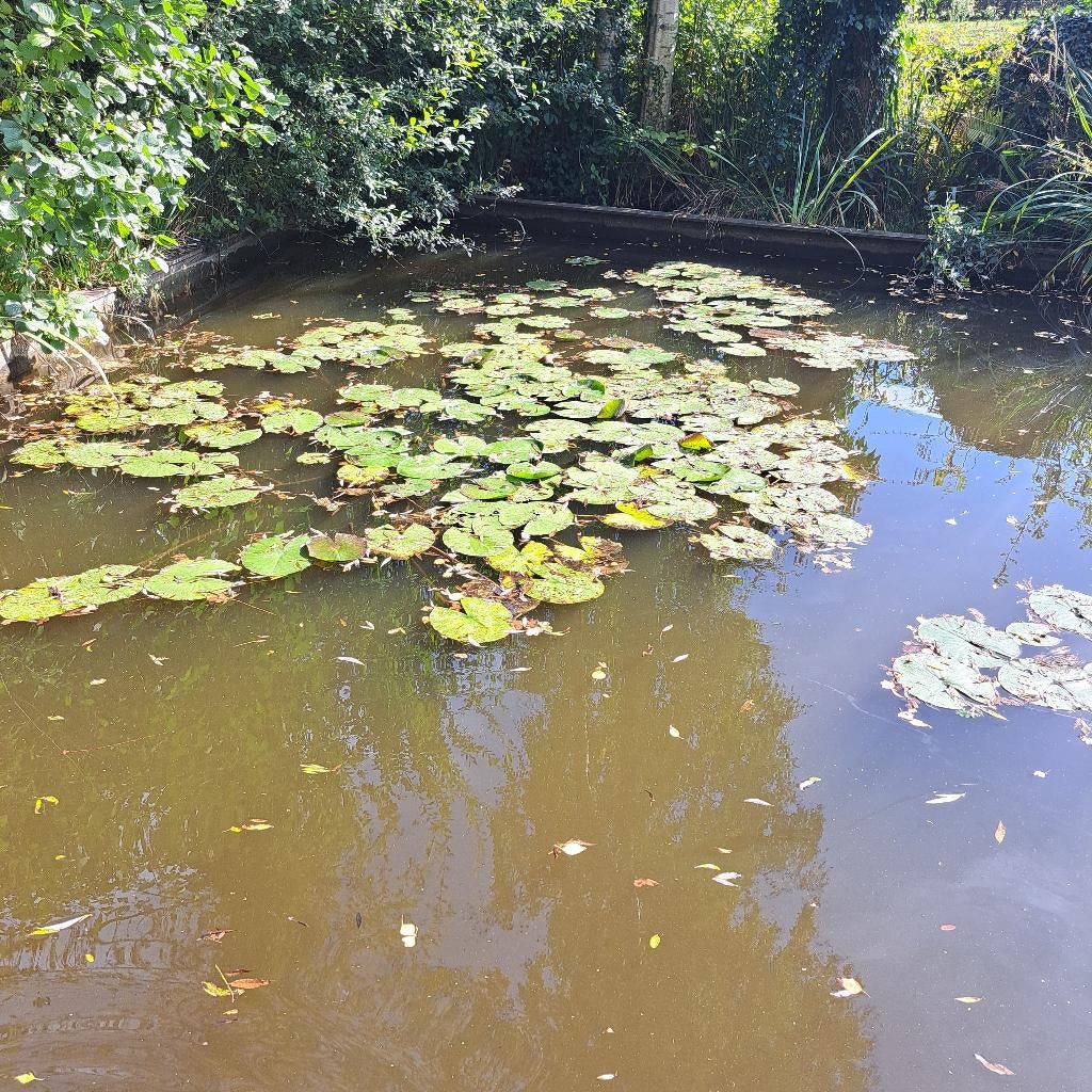 Diverse Waterlelies voor de Vijver, Ophalen