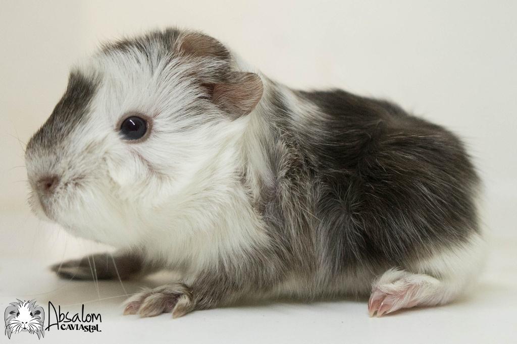 Choco zilvervos witte peruvian cavia, Dieren en Toebehoren, Cavia, Mannelijk, Mei, Tam