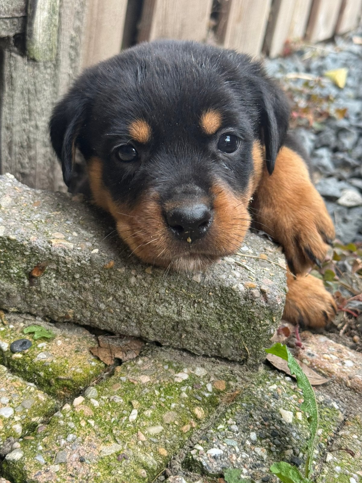 Nog 2 lieve rottweiler reutjes beschikbaar!, Dieren en Toebehoren, 8 tot 15 weken, Meerdere, Meerdere dieren, Rottweiler