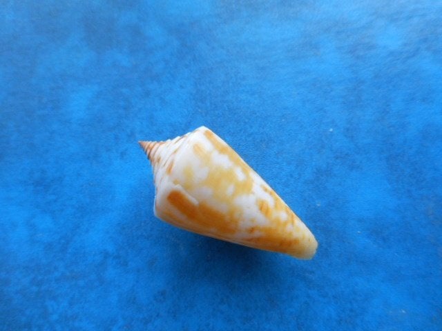 Schelpen: Conidae (deel 3), Verzamelen, Verzenden, Schelp(en)